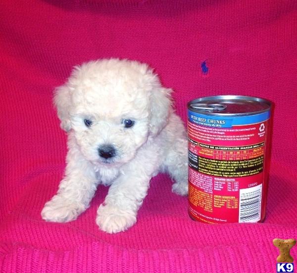 Puppies in CA